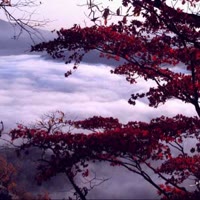 秋空一鹤